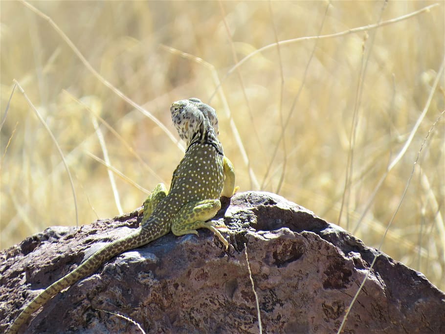 reptile, lizard, yellow, wild, animal, animal wildlife, animal themes HD wallpaper