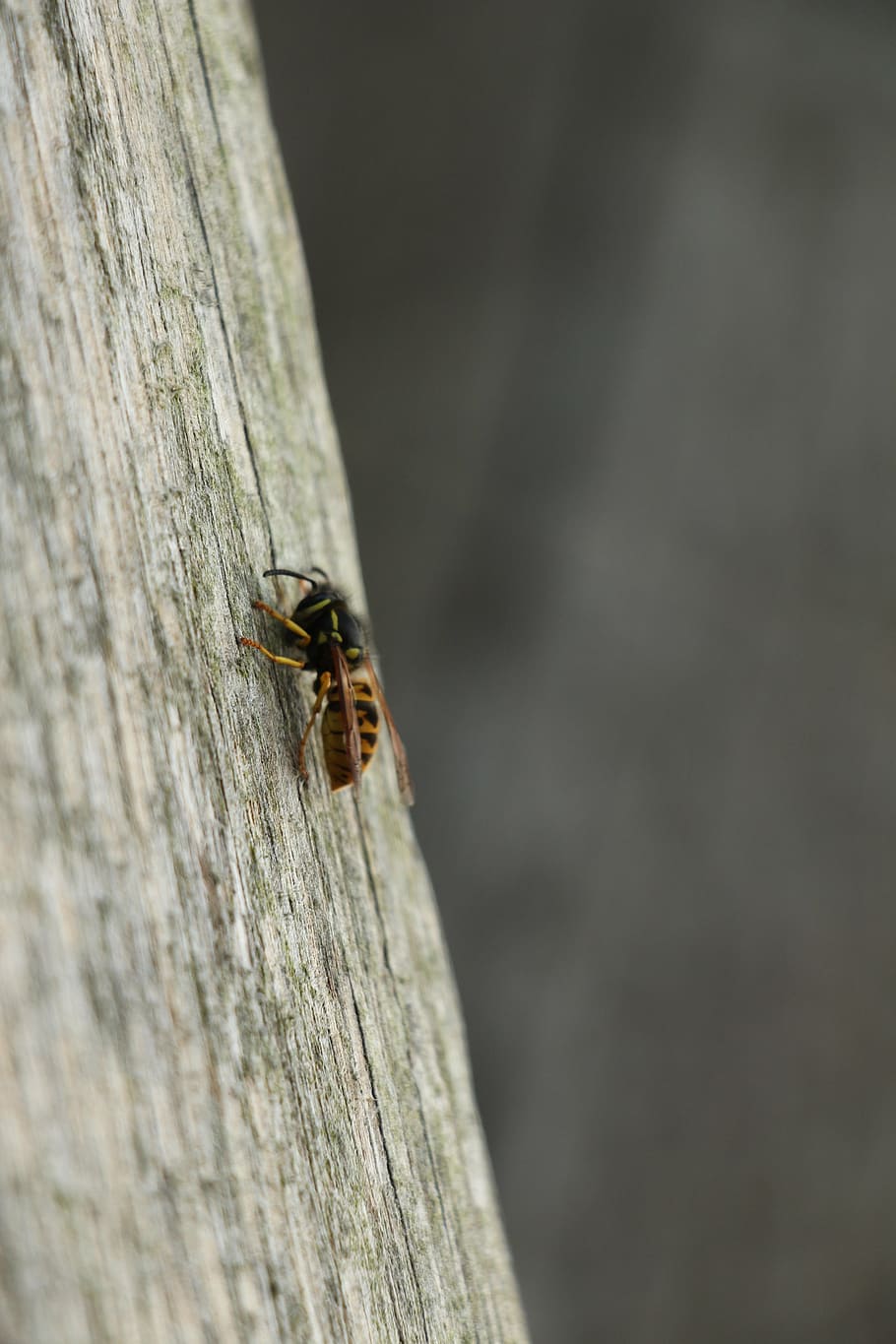 wasp, bug, nature, invertebrate, animals in the wild, insect HD wallpaper