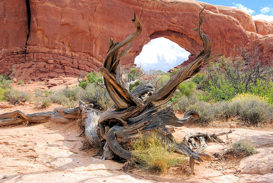 gnarled juniper at arches, tree, wood, landscape, old, north