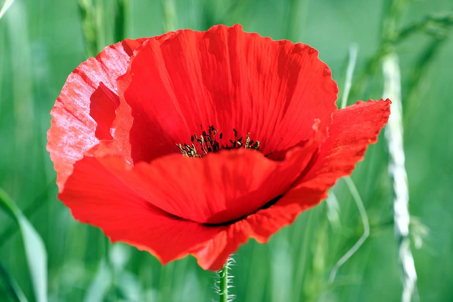 flower, poppy, red, fields, country, spring, nature, france HD wallpaper