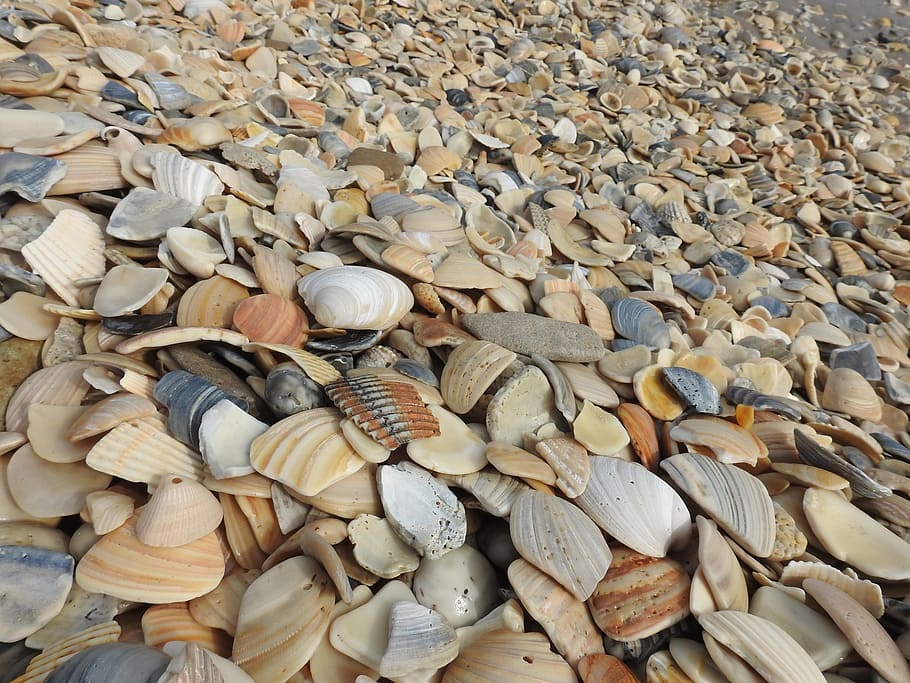 seashells, beach, sea mollusks, tropical, coastline, sand, shore HD wallpaper