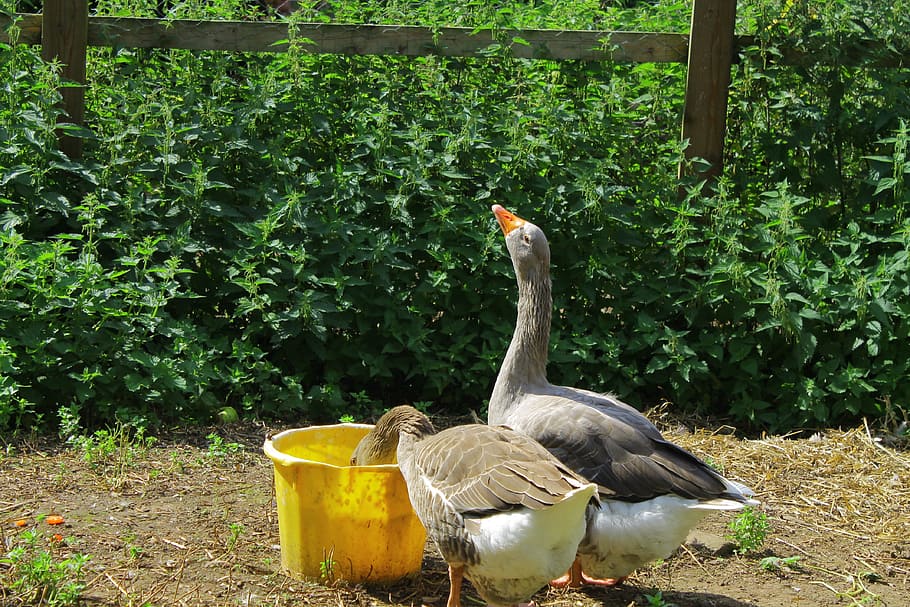 goose, geese, nature, bird, wildlife, animal, beak, farm, domestic HD wallpaper