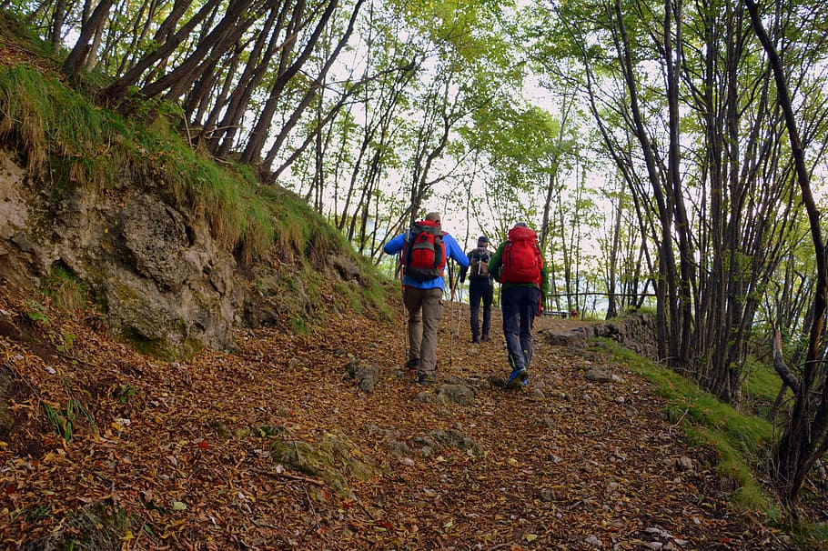 excursion, forest, autumn, trail, mountain, walking with sticks HD wallpaper