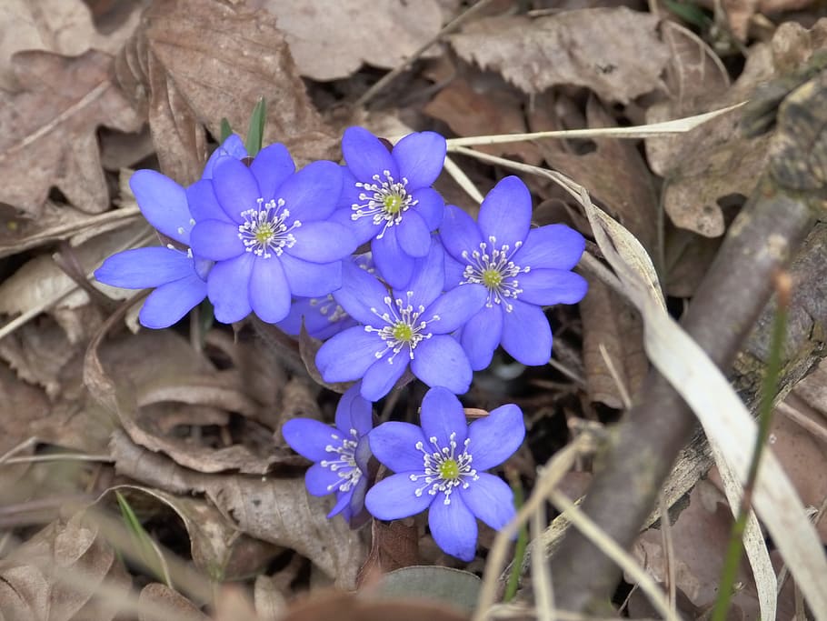 photo of purple petaled flower, hepatica, blossom, bloom, hepatica nobilis, HD wallpaper