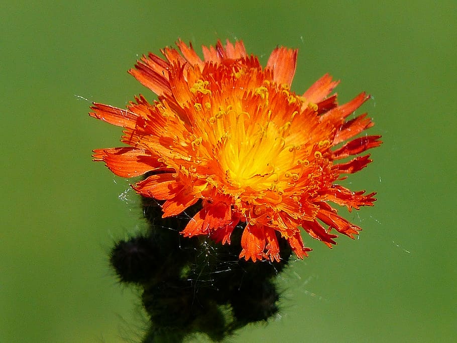 hawk, weed, orange, red, wild flower, meadow, close-up, nature HD wallpaper