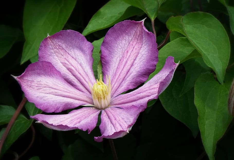 clematis, lila, purple flower, garden, spring, nature, plant, HD wallpaper