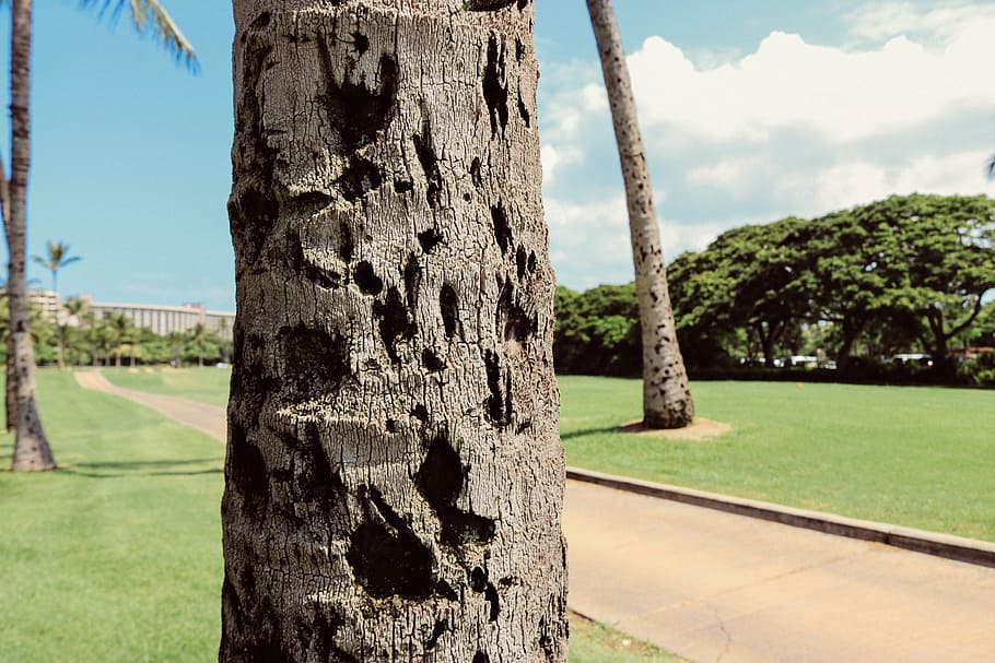 tree, palm, palm tree, tropical, summer, nature, green, grass HD wallpaper