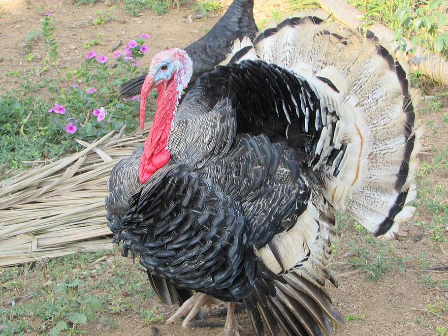 White Turkey Plumage Feathers - Feathergirl