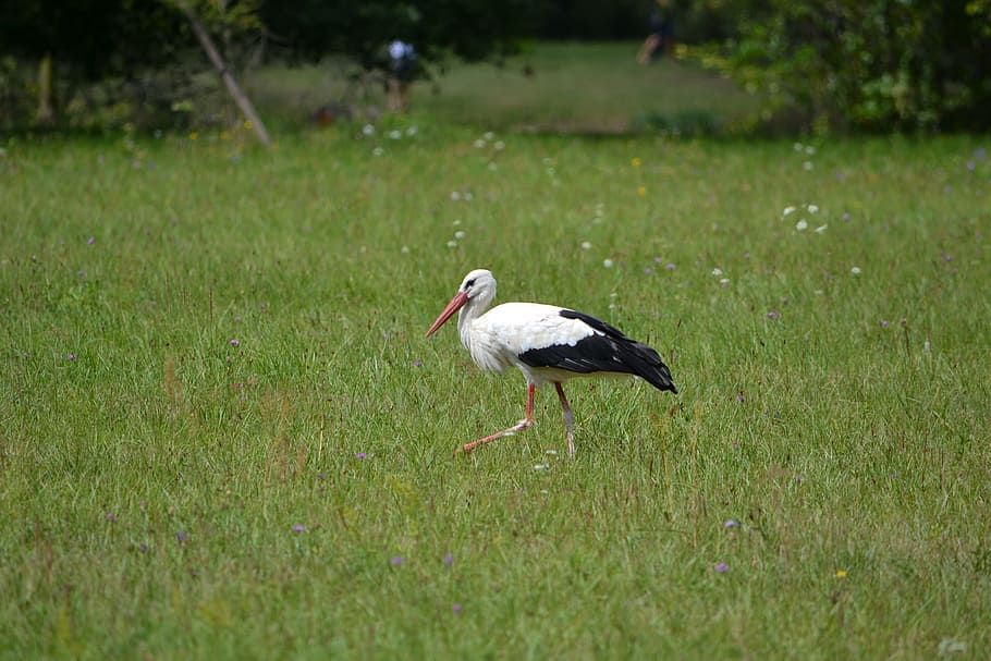 stork, bird, green, beak, feather, animal, animal themes, animal wildlife HD wallpaper
