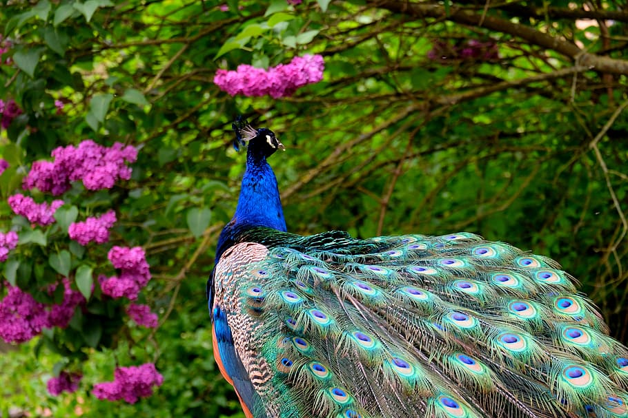 blue peahen near flowering tree, peacock, bird, feather, pride, HD wallpaper