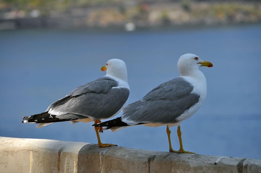 gulls, birds, bill, animal themes, vertebrate, animal wildlife HD wallpaper