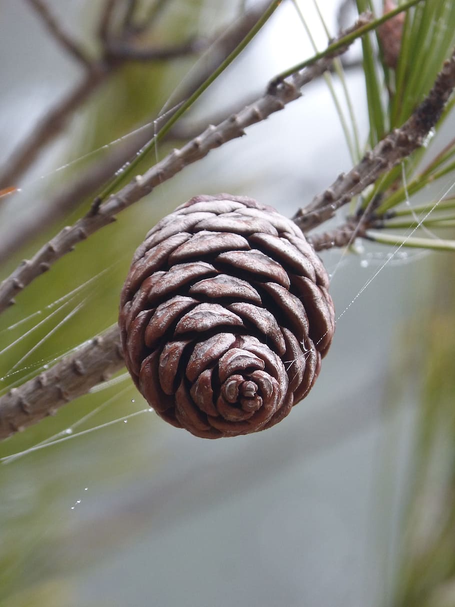 Pineapple, Fog, Winter, Moisture, forest, close-up, spiral HD wallpaper