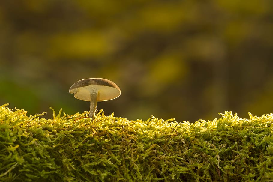 mushroom, moss, sponge, green color, growth, nature, plant, HD wallpaper
