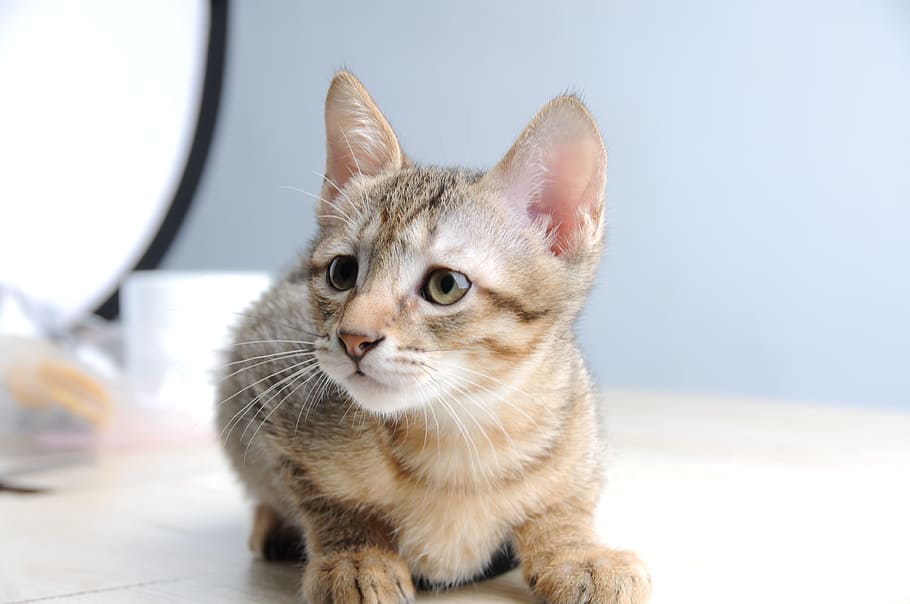 silver tabby kitten, Pet, Cat, Small, Melancholy, small cat HD wallpaper