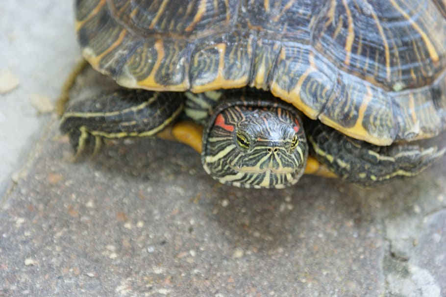 turtle, animal, tortoise, green, reptile, shell, close-up, animal themes HD wallpaper