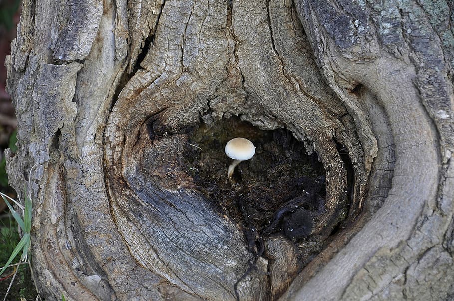 white mushroom on gray tree trunk, nature, plant, forest, bark HD wallpaper