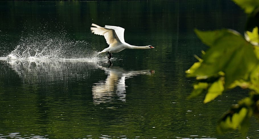 white duck floating on water, birds, rivers, animals, swans HD wallpaper