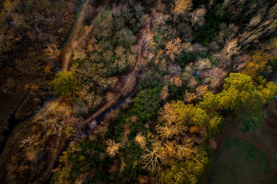 aerial, view, trees, plan, nature, forest, fall, plant, tranquility HD wallpaper