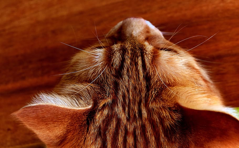 brown tabby cat closeup photography, mackerel, wildlife photography, HD wallpaper