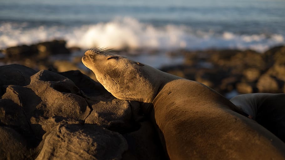 close-up photography of seal on stone, dew gong on rock, Chilling HD wallpaper