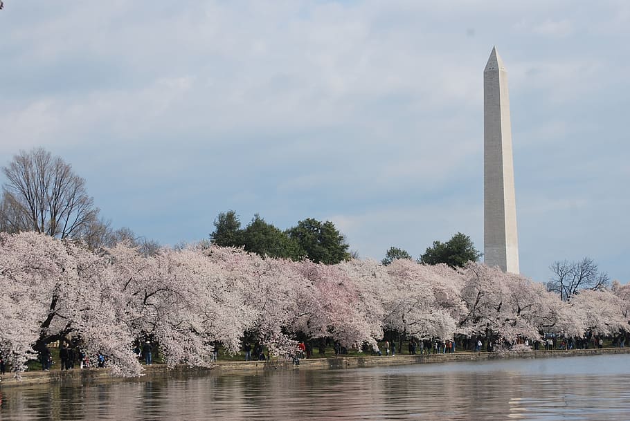 landscape photography of Cherry Blossom and Obelisk, Washington, Monument HD wallpaper