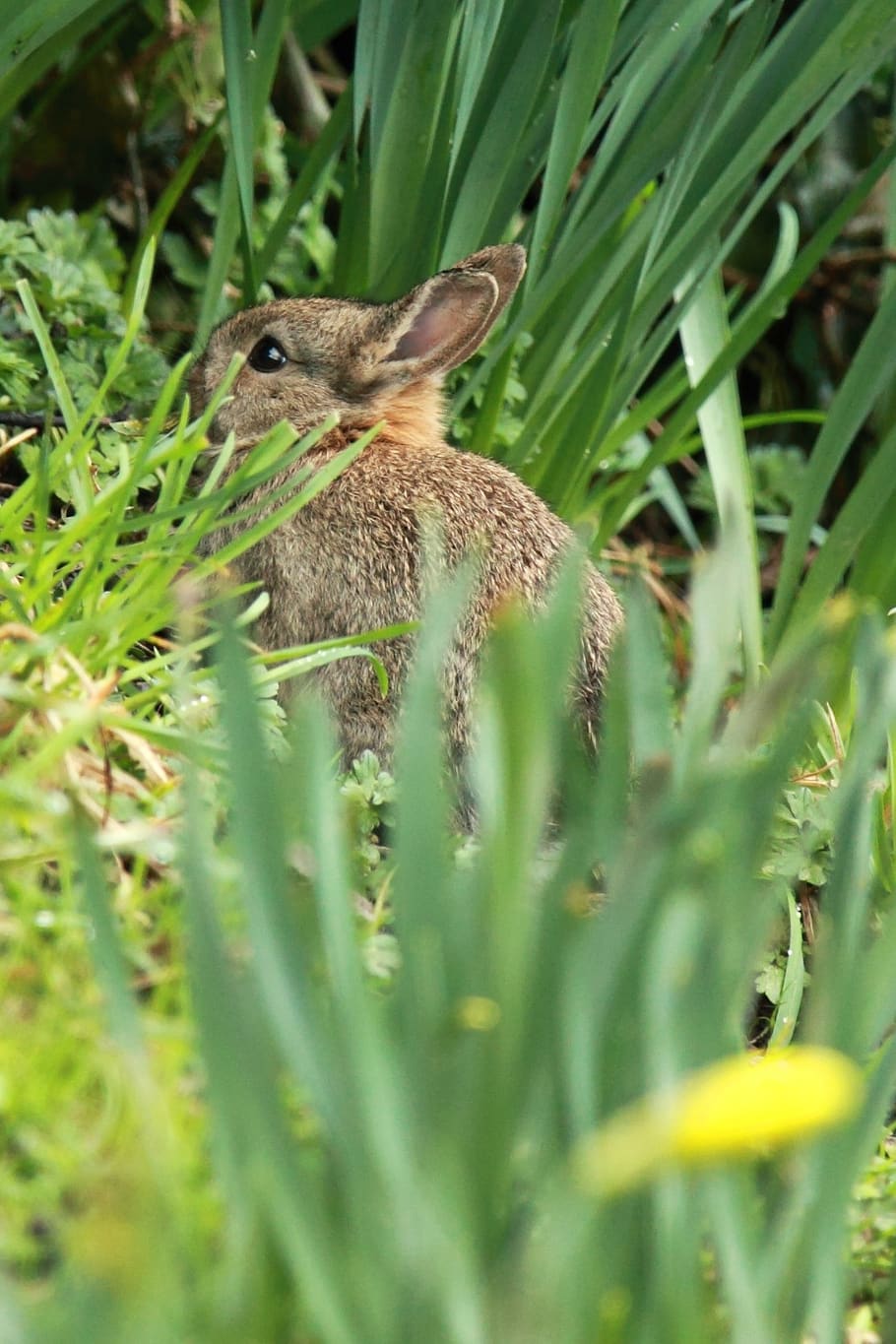 HD wallpaper: animal, bunny, cute, ears, easter, fluffy, fur, grass ...