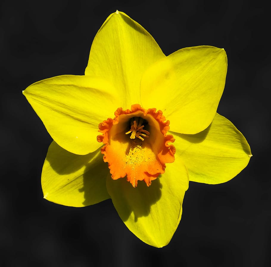 yellow and orange daffodil flower in close up photography, narcissus, HD wallpaper