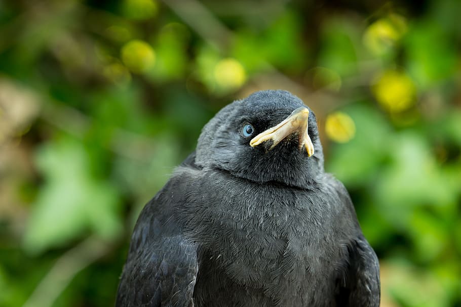 young jackdaw, precocial, animal wildlife, one animal, animals in the wild HD wallpaper