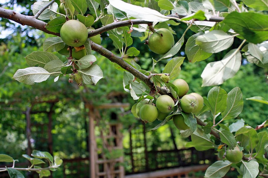 apples, branch, apple tree, fruit, green, bough, growth, plant HD wallpaper