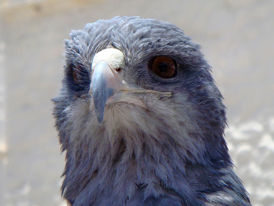 eagle, blue eagle, bird's head peninsula, beak, bird of prey HD wallpaper