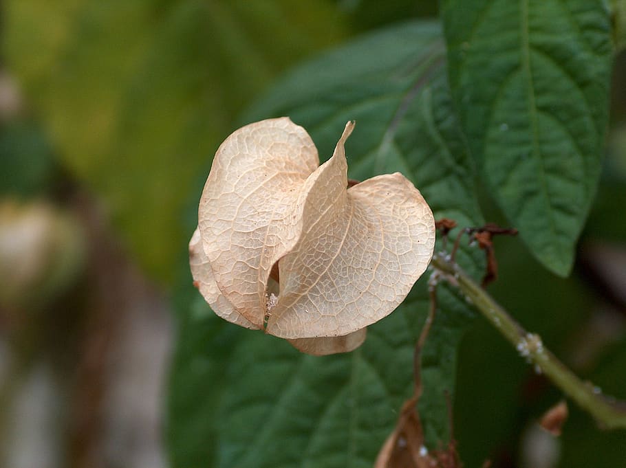 nature, flower, macro, leaf, plant part, close-up, focus on foreground HD wallpaper