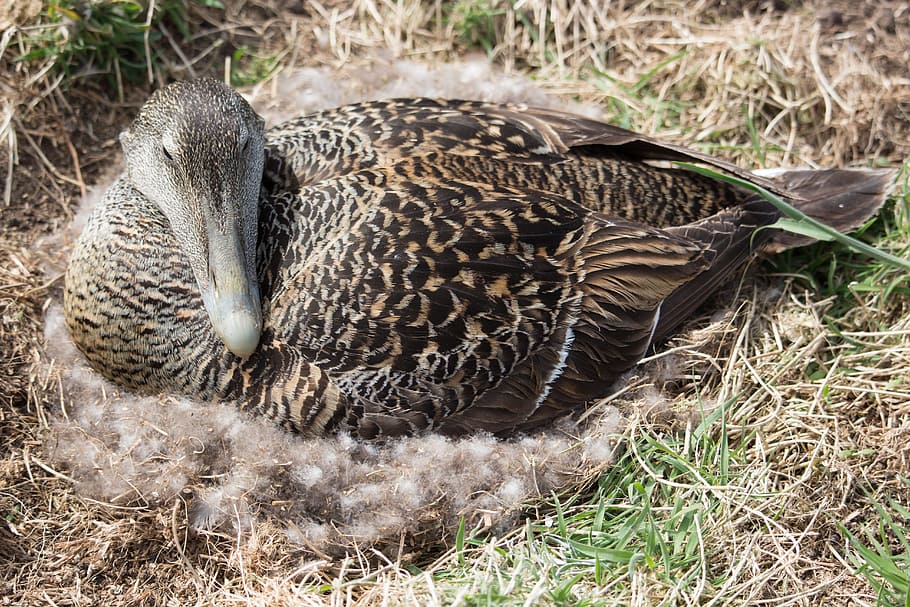 Eider Duck, Nest, Nesting, Bird, Seabird, wildlife, ornithology HD wallpaper
