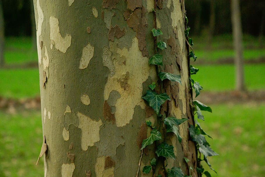 plane tree, bark, tree trunk, texture, ivy, plant, focus on foreground HD wallpaper