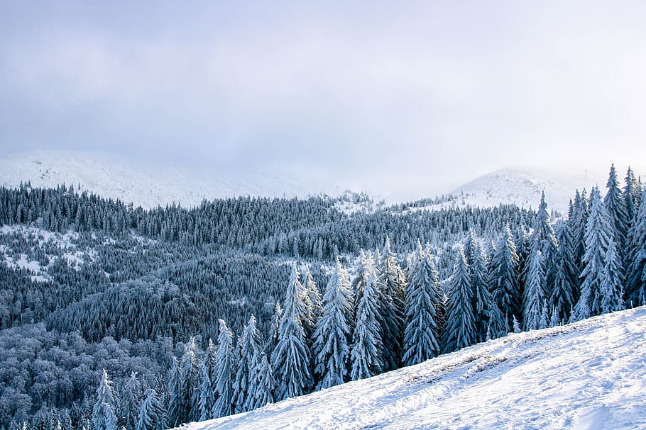 snow covered pine trees on mountain, snow covered pine trees HD wallpaper