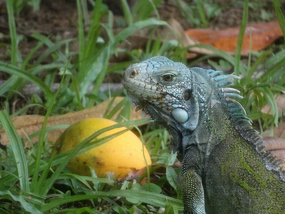 iguana, nature, cayenne, animal themes, animal wildlife, reptile HD wallpaper
