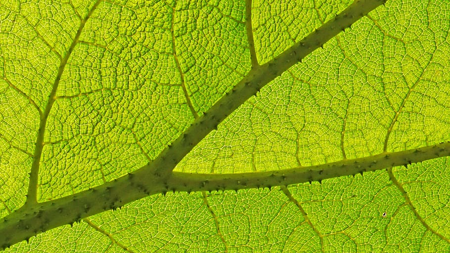 leaf, plant, nature, structure, pattern, veins, close, texture HD wallpaper