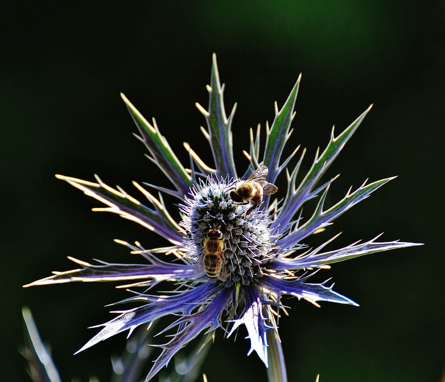 thistle, flower, plant, bees, nature, blossom, bloom, macro HD wallpaper