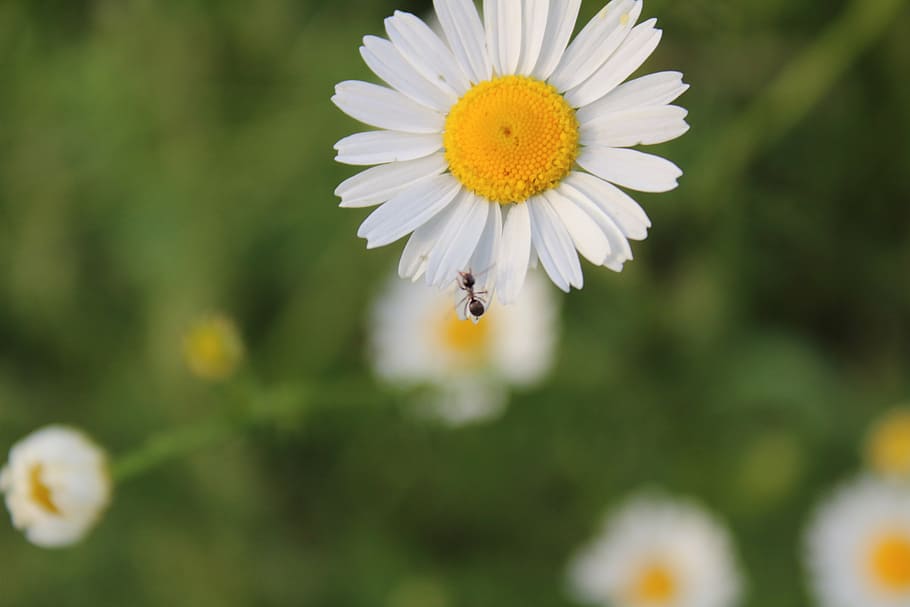 chamomile, village, macro, field, weeds, daisies in a field HD wallpaper