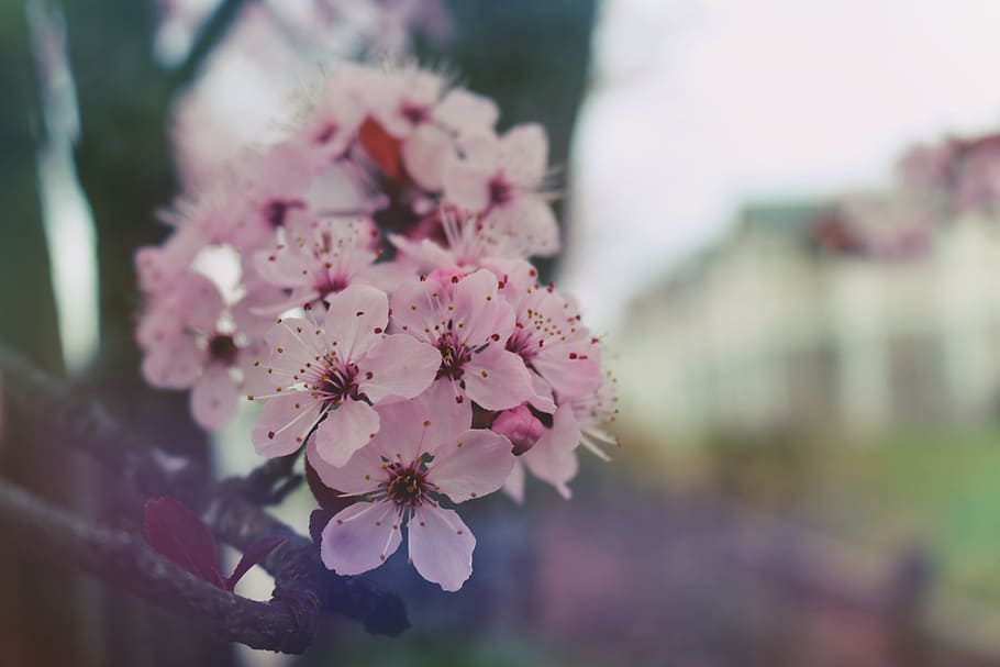 Spring, Bloom, Nature, Blooming, Blossom, plant, natural, tree HD wallpaper