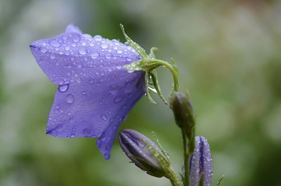 selective focus photo of purple campanula flower with water dew HD wallpaper