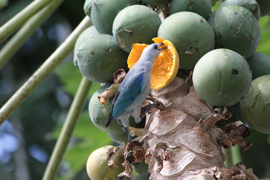 HD wallpaper: fruit, food, nature, flora, grow, bird, vertebrate ...