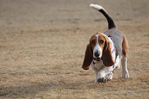 are basset artesien normand the most intelligent dogs