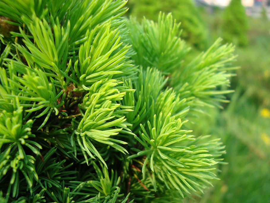 needles, spruce, conifer, branch, tree, closeup, green, scratchy HD wallpaper