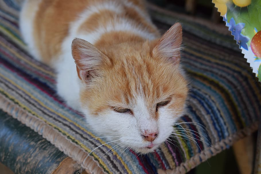cat, lovely, orange, mammal, domestic, one animal, pets, animal themes HD wallpaper