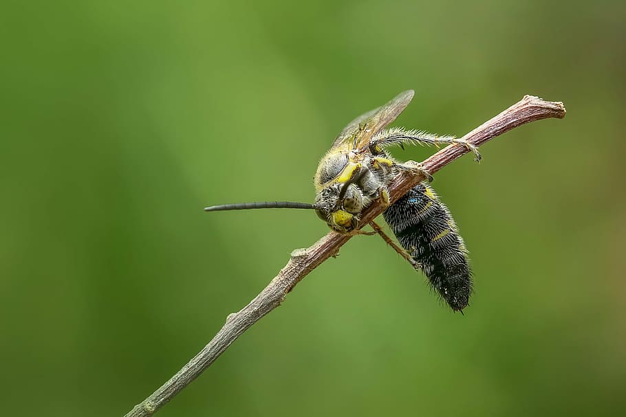 wasp, hornet, insect, macro, animal, bug, sting, bee, magnification HD wallpaper