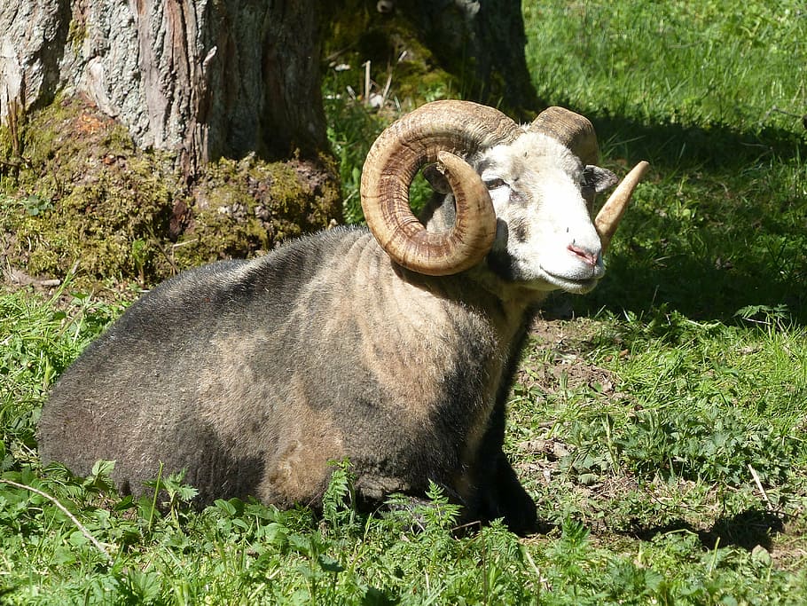 animals, park, grass, spring, tree trunk, green, horn, mammal HD wallpaper