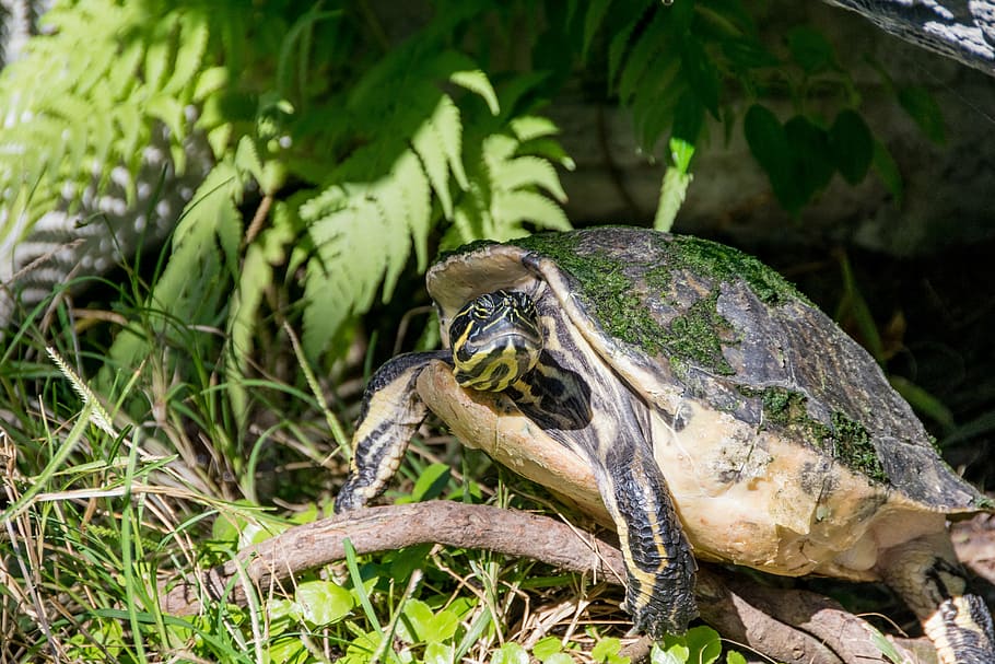 animal, grass, reptile, shell, tortoise, turtle, wildlife, animal wildlife HD wallpaper