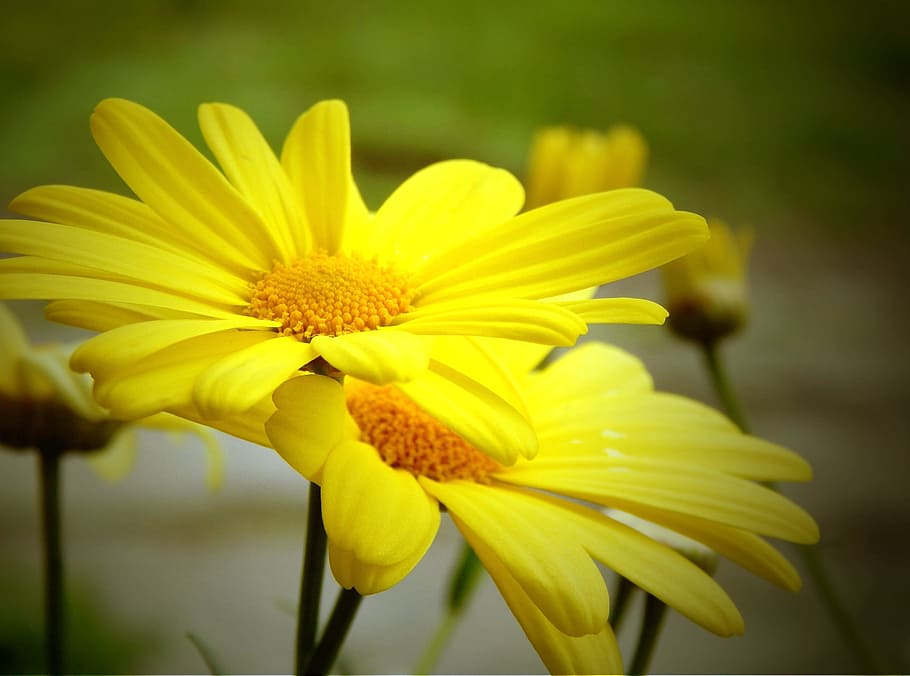 Daisy, Flower, Sp, Nature, Plant, spring, floral, blossom, natural HD wallpaper