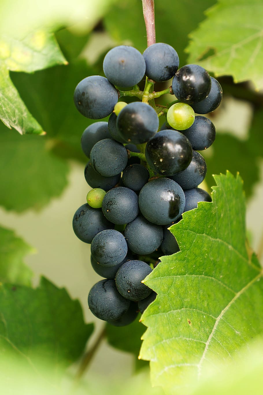 grape, wine, blue, fruit, food, grapevine, ripe grapes, blue grapes HD wallpaper