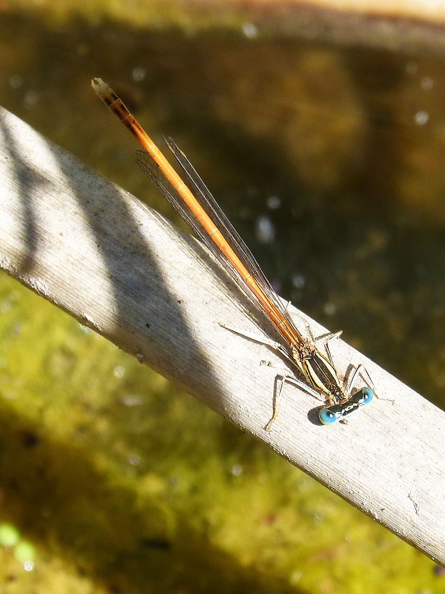 dragonfly, orange dragonfly, cane, river, flying insect, animal HD wallpaper